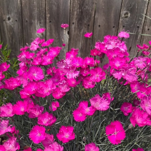 Meet your Posher, Alyssia - Picture 2 of 6